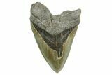 Fossil Megalodon Tooth - North Carolina #367916-1
